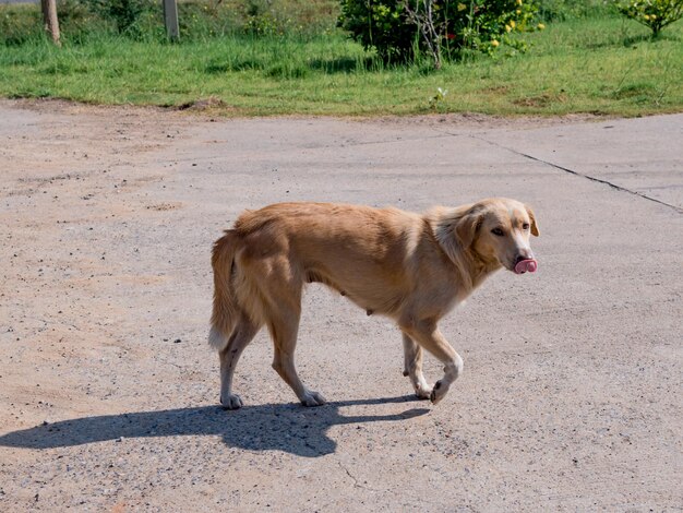 Foto veduta di un cane che cammina per strada