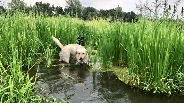 View of a dog in water