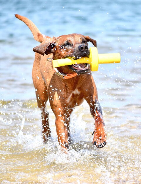 Photo view of dog in water