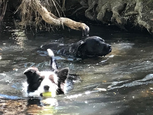 View of dog in water