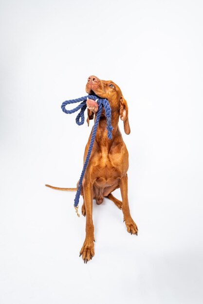 Photo view of a dog over white background