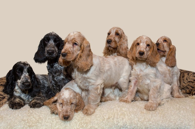 View of a dog over white background