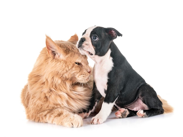 Foto vista di un cane su uno sfondo bianco