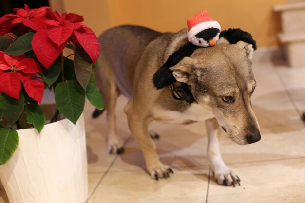 View of a dog with penguin hat lying on floor at home