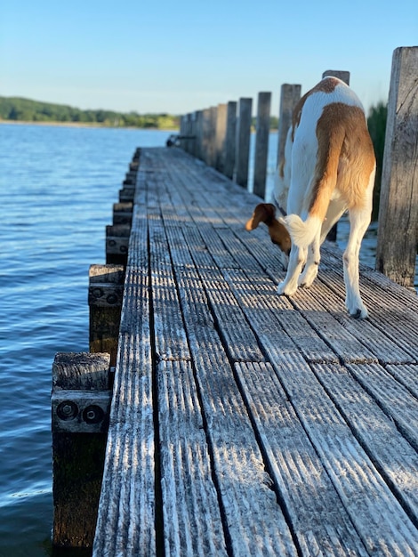 Foto veduta di un cane sul molo di legno