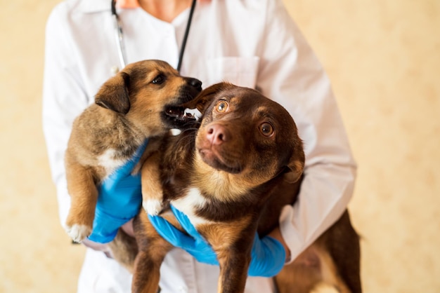 犬の視点