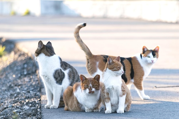 空に照らされた犬の景色