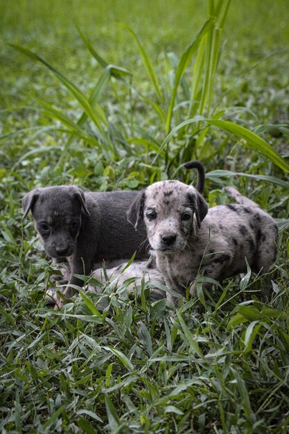 View of dogs on field