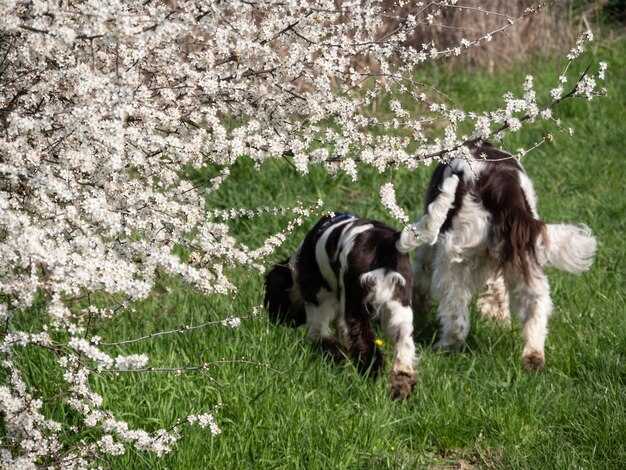 Photo view of dogs on field