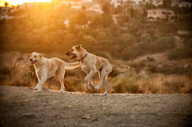 Photo view of dogs on field