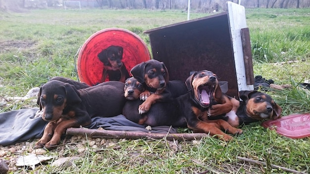 Photo view of dogs on grassland