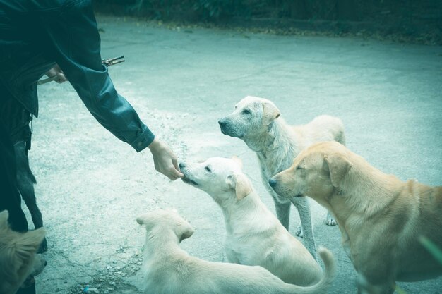 View of dogs on hand