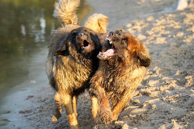 Photo view of dogs playing on land