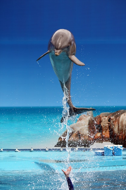 Foto vista di un delfino che salta fuori dall'acqua su un parco acquatico.
