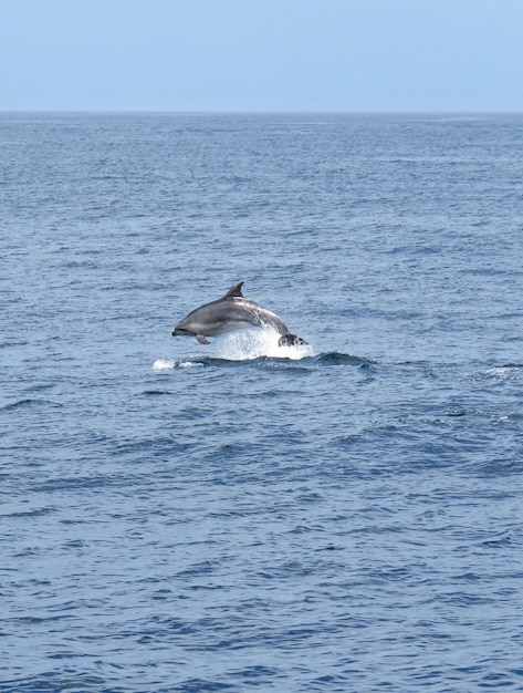 Foto veduta dei delfini in mare