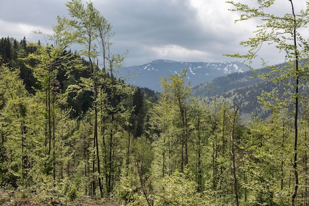 봄 Gorgany Carpathian Mountains 우크라이나에서 Dovbushanka 산의 전망