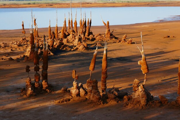 Photo view of driftwood on beach