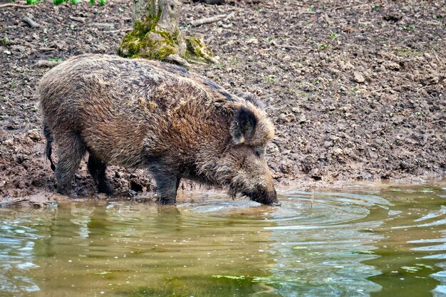 Вид питьевой воды в озере