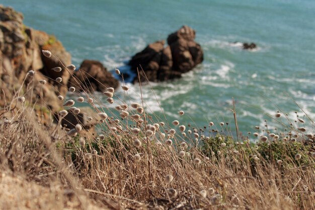 Foto vista dell'erba secca sulla costa dell'oceano