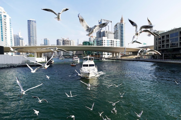 View Dubai Marina towards with building construction and boats during a sunny day a lot of seagulls are flying behind the yacht against backdrop of the skyscrapers of the city boat trip on yacht