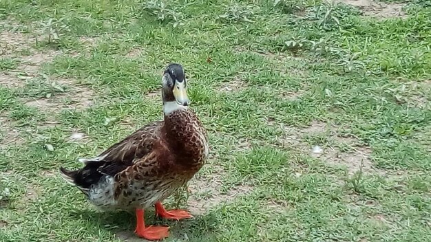 View of duck on field