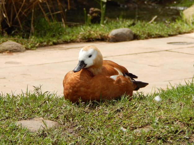 Photo view of duck on field