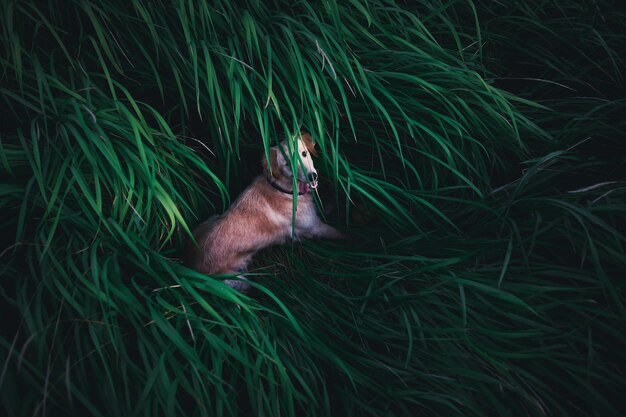 Photo view of a duck in grass