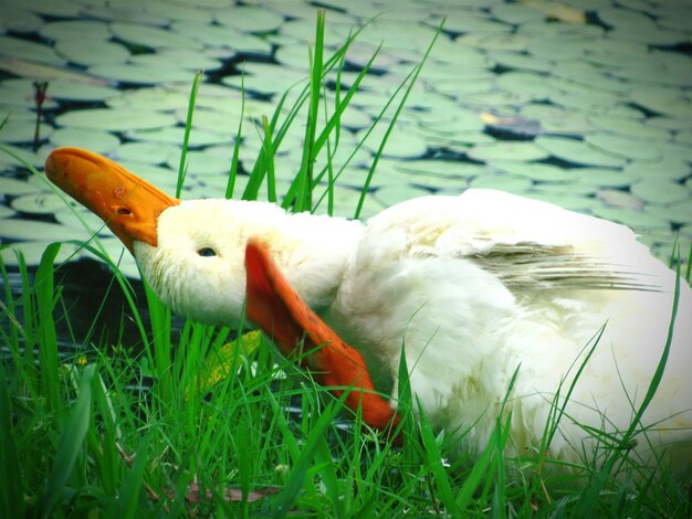 View of duck on grass