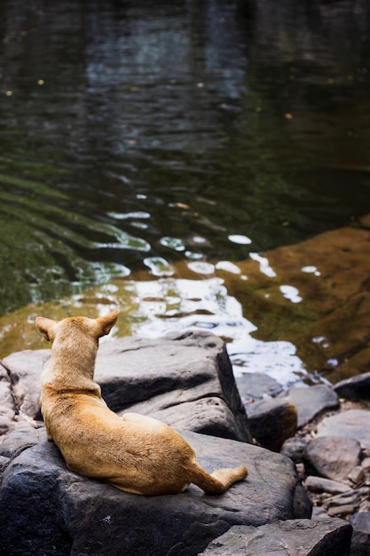 Photo view of duck in lake