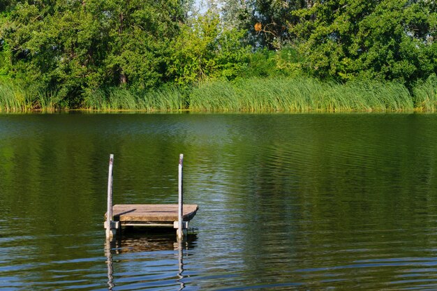 View of a duck in lake