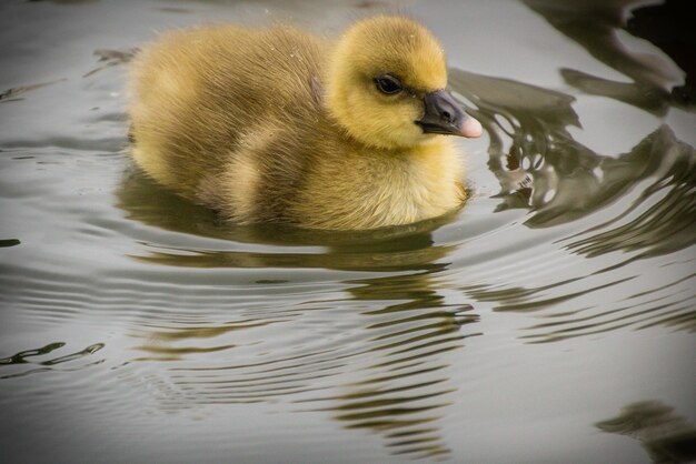 Photo view of a duck in lake