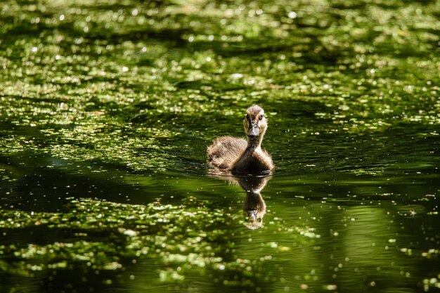 Photo view of a duck in a lake