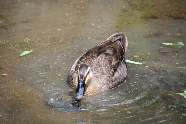 View of duck in lake