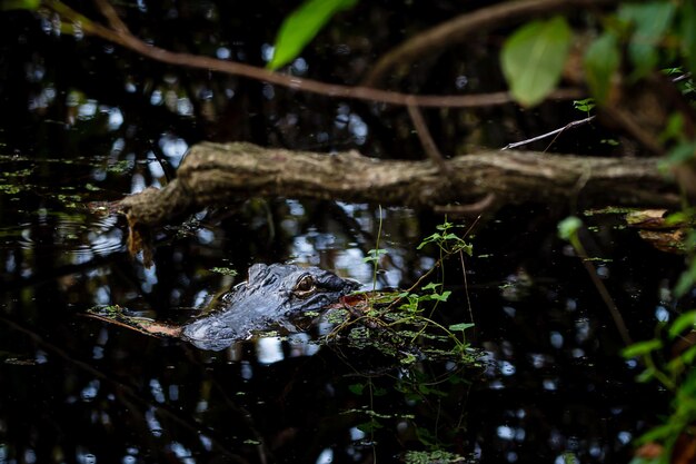 Foto vista di un'anatra in un lago