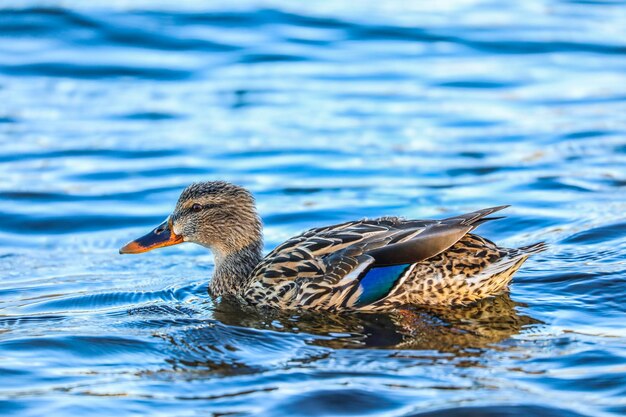 View of duck swimming in lake