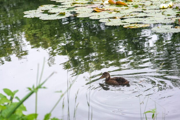 View of a duck swimming in lake