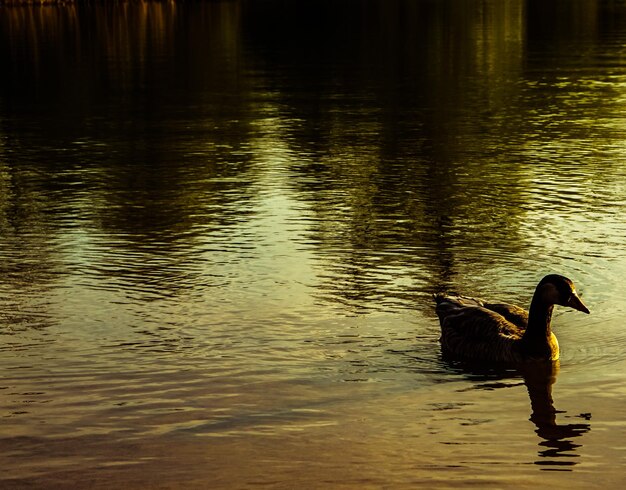 Photo view of duck swimming in lake