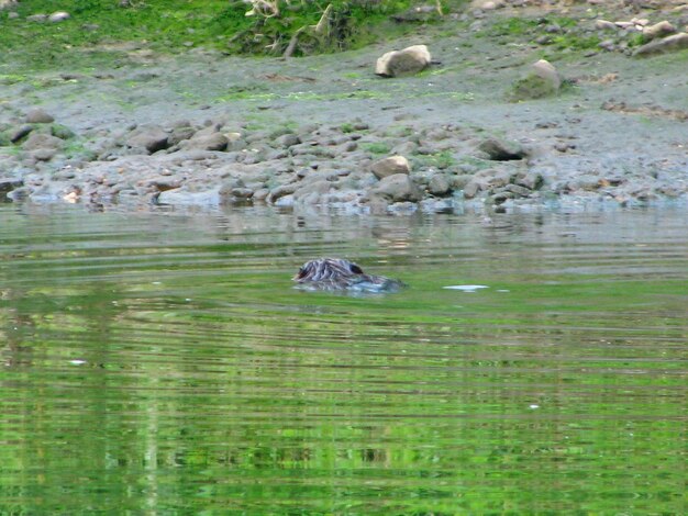 View of duck swimming in sea