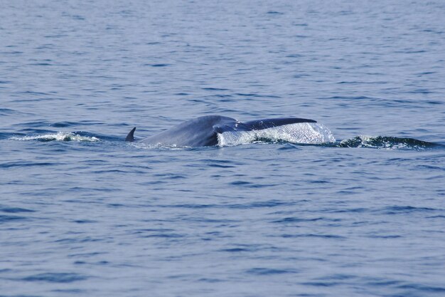 Foto vista di un'anatra che nuota in mare