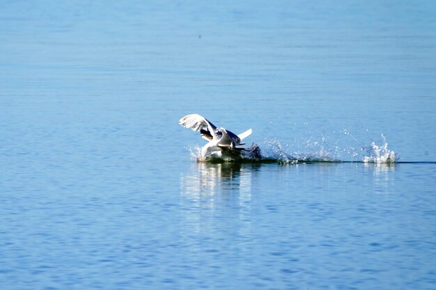 View of duck swimming in sea