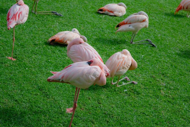 View of ducks on grassy field