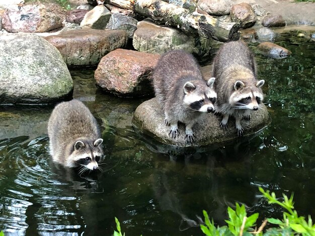 湖の中のアヒルの景色