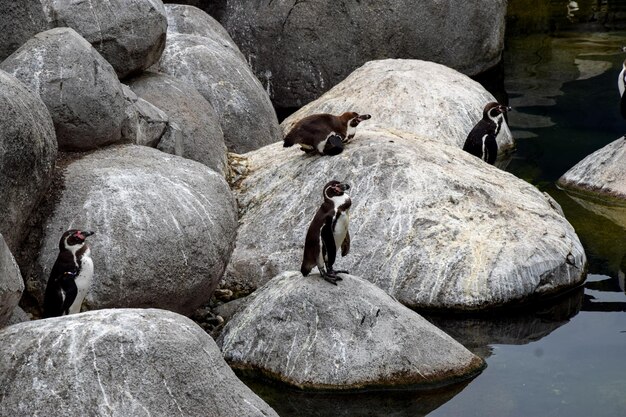 Foto veduta di anatre sulla roccia vicino al lago