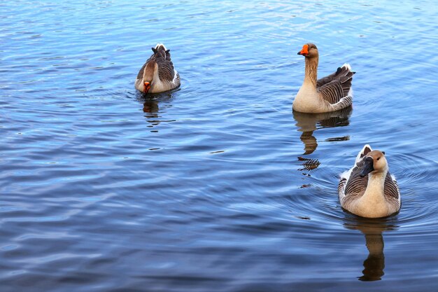 Photo view of ducks swimming in lake