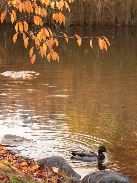 Photo view of ducks swimming in lake