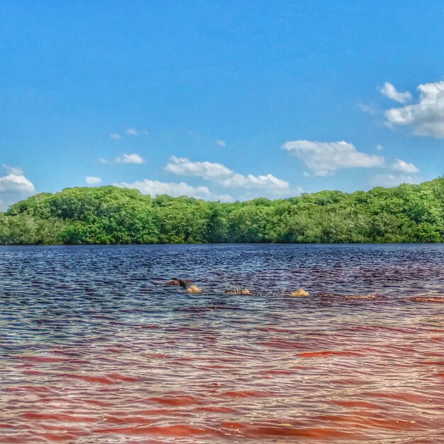 View of ducks swimming in lake