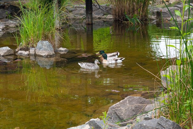 Photo view of ducks swimming in lake