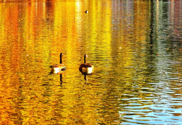 View of ducks swimming in lake