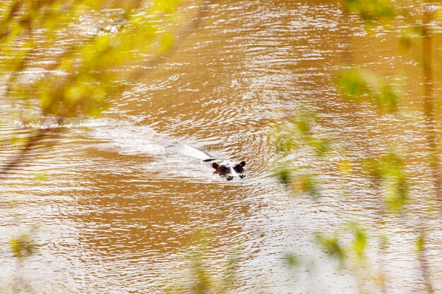 Photo view of ducks swimming in lake