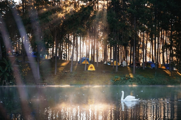 Photo view of ducks swimming in lake